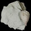 D Cystoid (Holocystites) Fossil - Indiana #17274-2